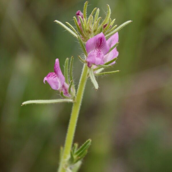 Misopates orontium Flors