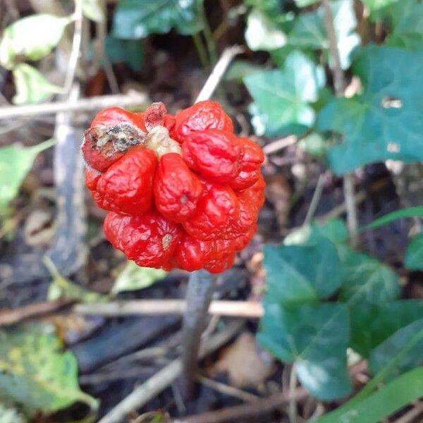 Arisaema triphyllum Frucht