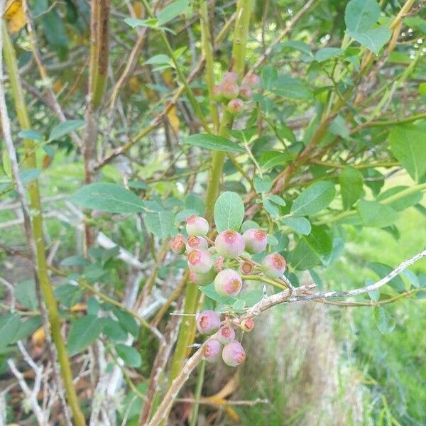 Vaccinium corymbosum Fruit