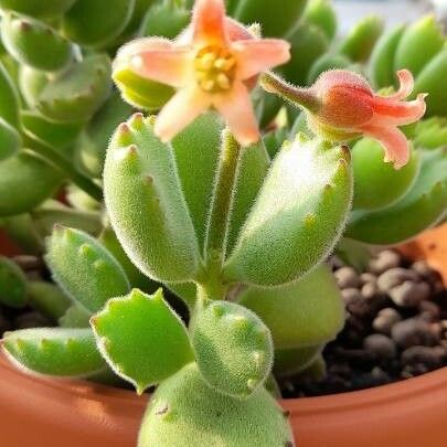 Cotyledon tomentosa Flower