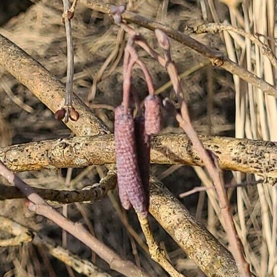 Alnus serrulata Fruct