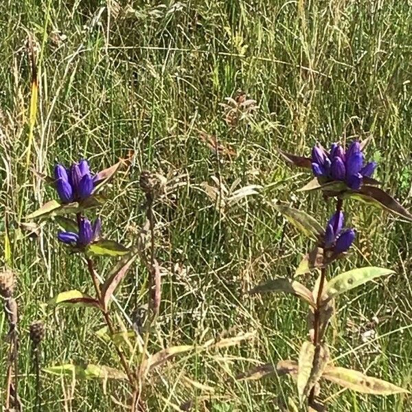 Gentiana andrewsii Fiore