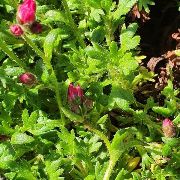 Saxifraga tridactylites Fuelha