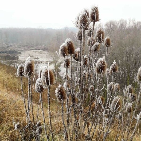 Dipsacus fullonum Frugt