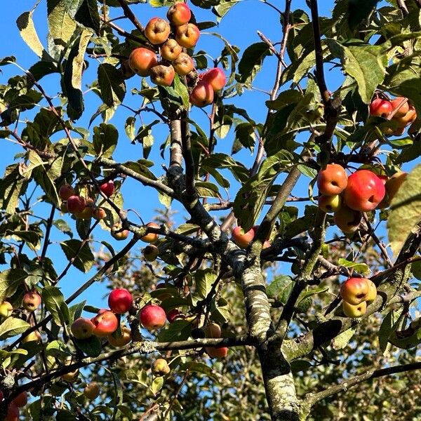 Malus sylvestris Natur