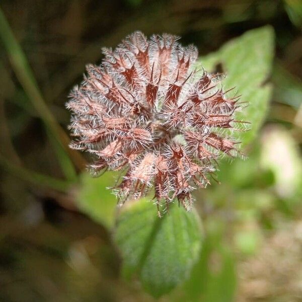 Clinopodium vulgare Kvet