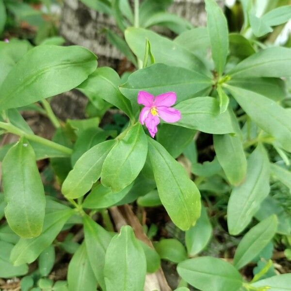 Talinum fruticosum Blüte