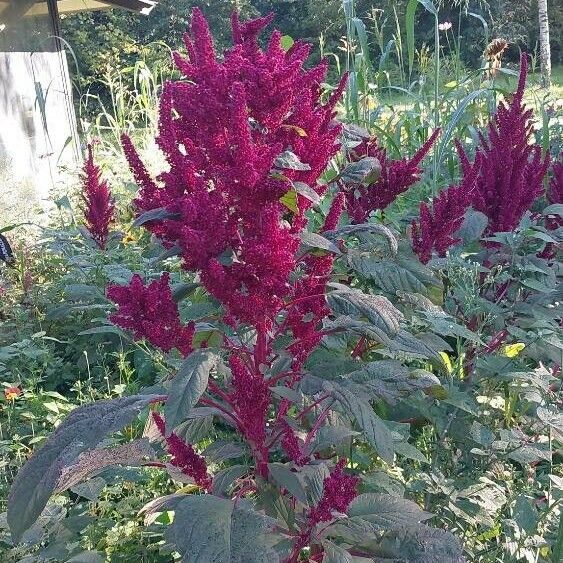 Amaranthus hypochondriacus Autre