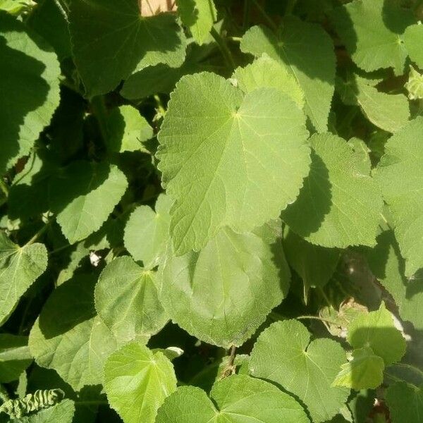 Abutilon grandifolium Deilen