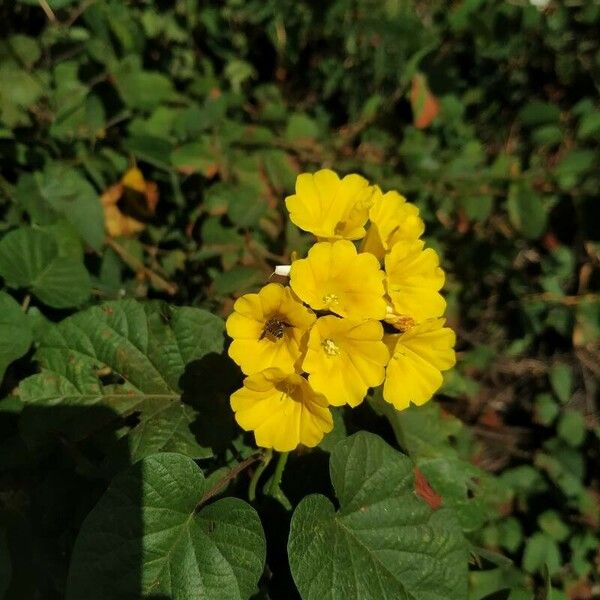 Camonea umbellata Fiore