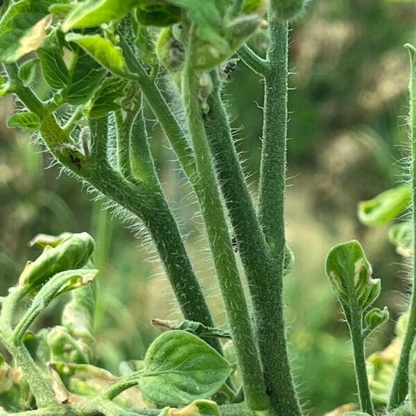 Solanum lycopersicum Bark