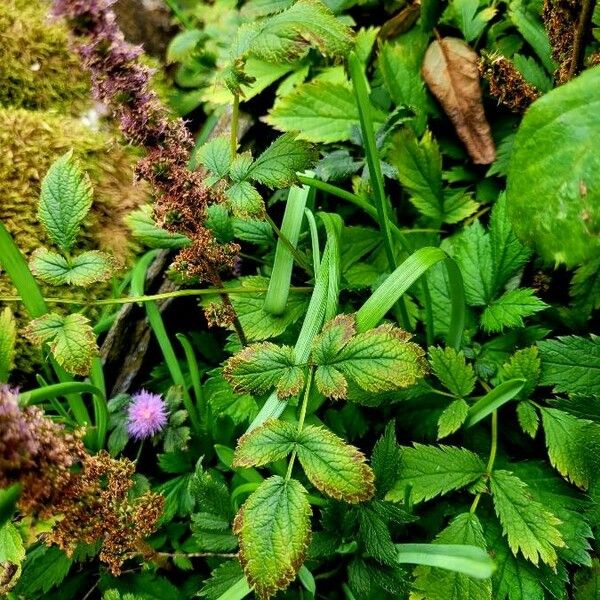 Astilbe rubra Leaf