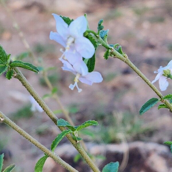 Hibiscus micranthus Bloem