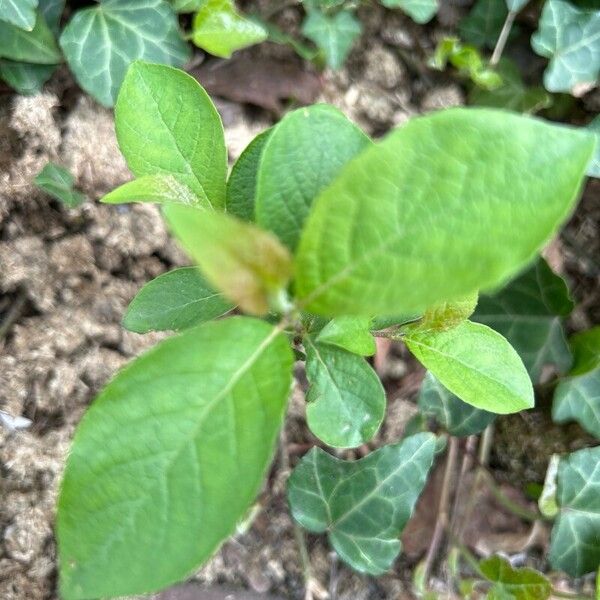 Lindera benzoin Leaf