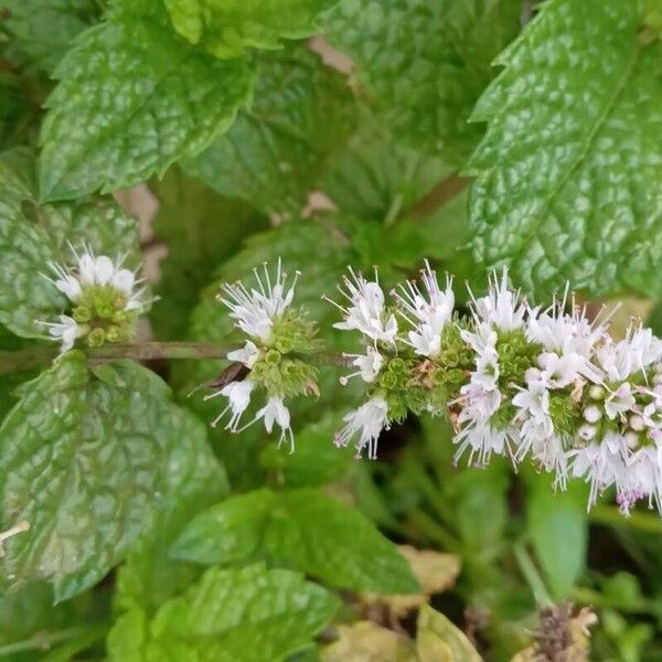 Mentha × rotundifolia Flower