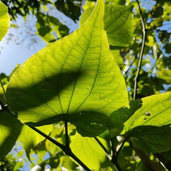 Piper marginatum Feuille