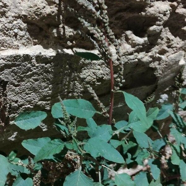 Amaranthus viridis Habit