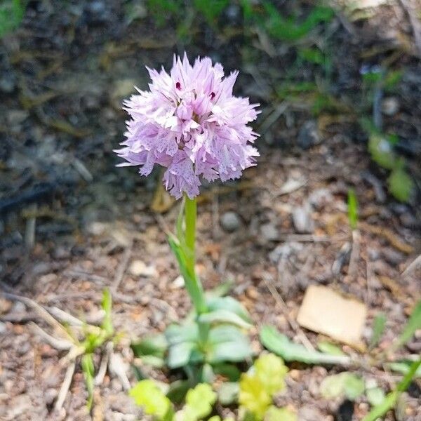 Neotinea tridentata Kwiat