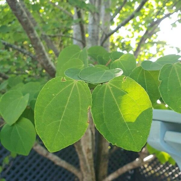 Cercidiphyllum japonicum Frunză