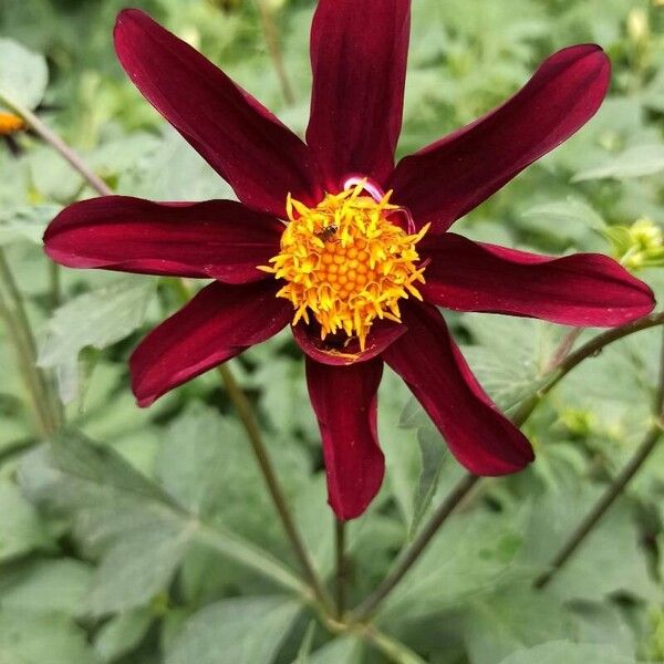 Dahlia pinnata Bloem