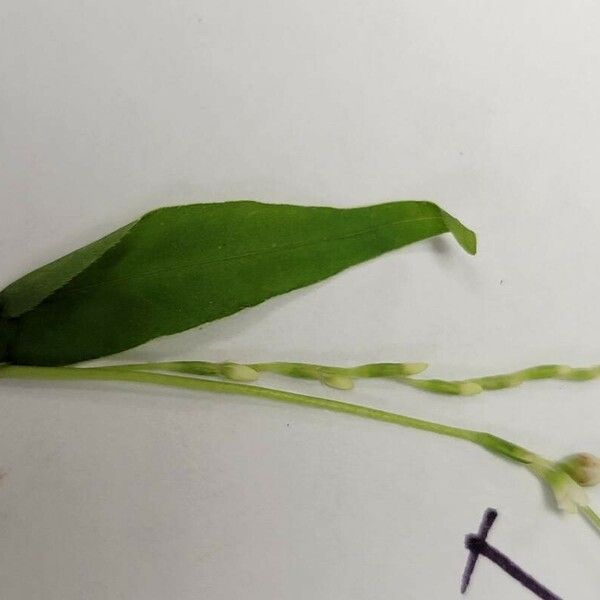 Persicaria hydropiper পাতা