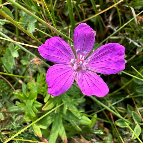 Geranium sanguineum Kwiat