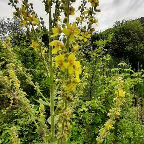 Verbascum speciosum Flor