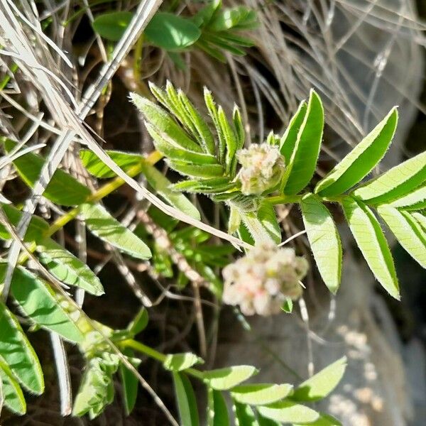 Hedysarum hedysaroides Flower