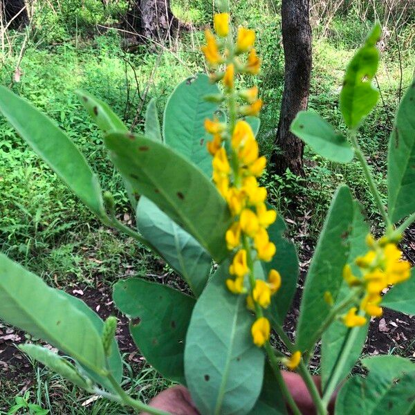 Crotalaria mitchellii Blomst