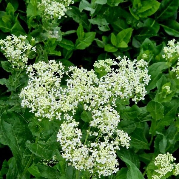 Lepidium draba Flor