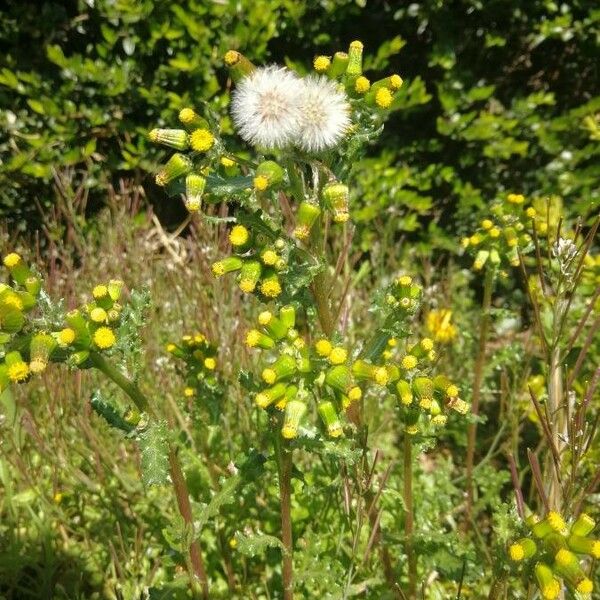 Senecio vulgaris Flower