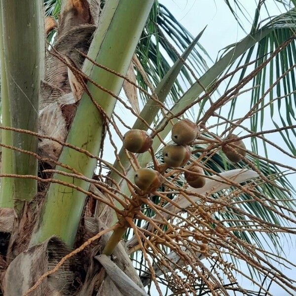 Cocos nucifera Altres