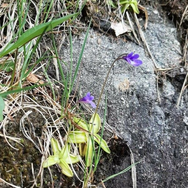 Pinguicula vulgaris 花