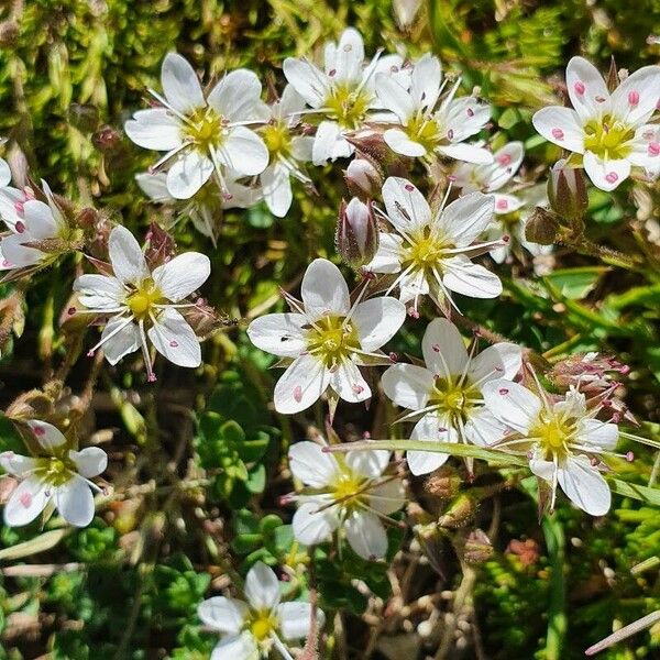 Sabulina verna Flower