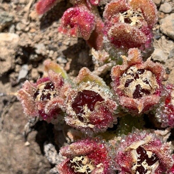 Mesembryanthemum crystallinum Flower