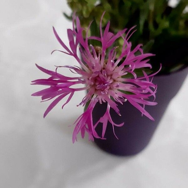 Centaurea napifolia Flower