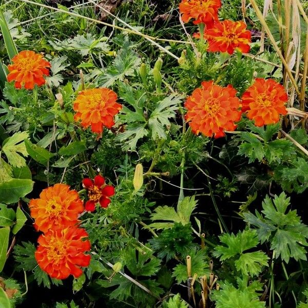 Tagetes patula പുഷ്പം