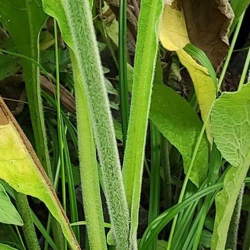 Inula helenium ᱪᱷᱟᱹᱞᱤ