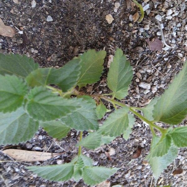 Lantana camara ᱛᱟᱦᱮᱸ