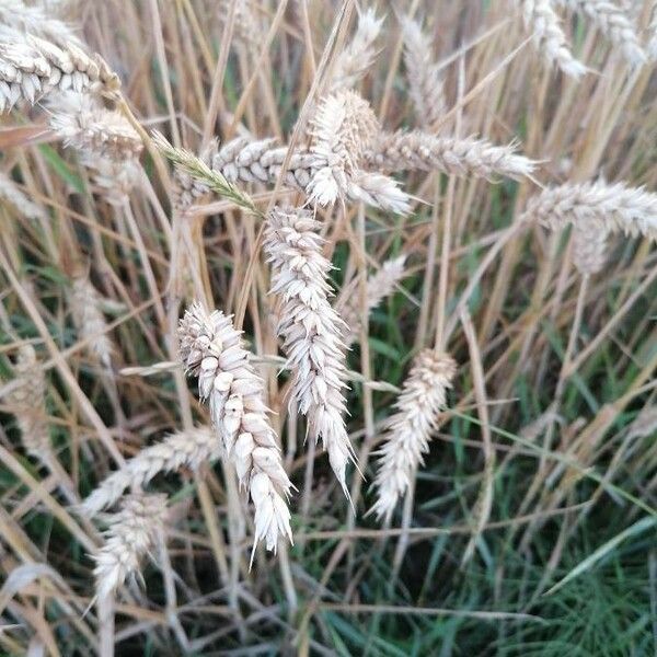 Triticum aestivum ഇല