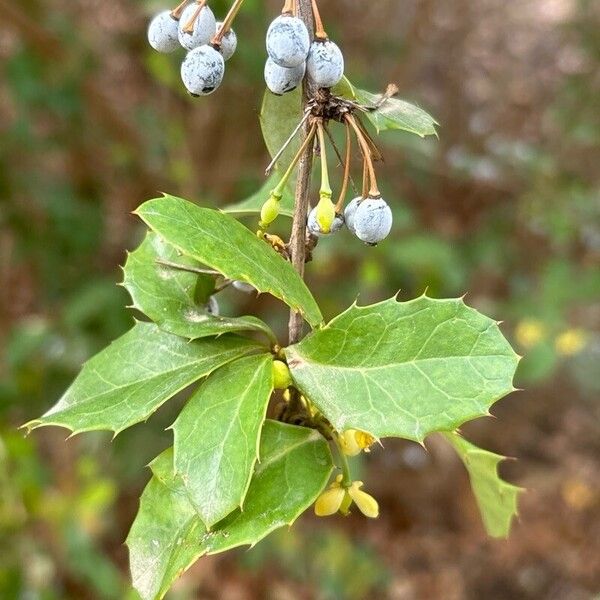 Berberis chinensis Leaf