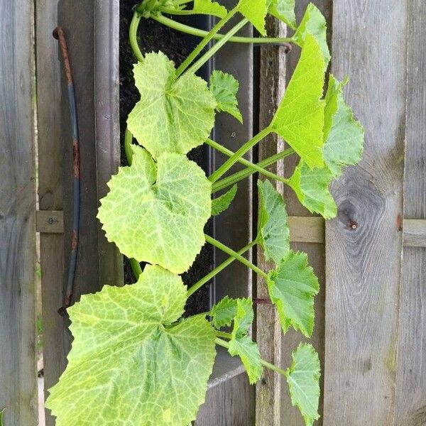 Cucumis sativus Leaf