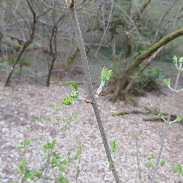 Viburnum dilatatum Rinde