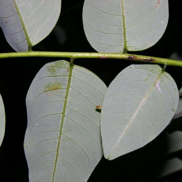 Dalbergia melanocardium Blatt