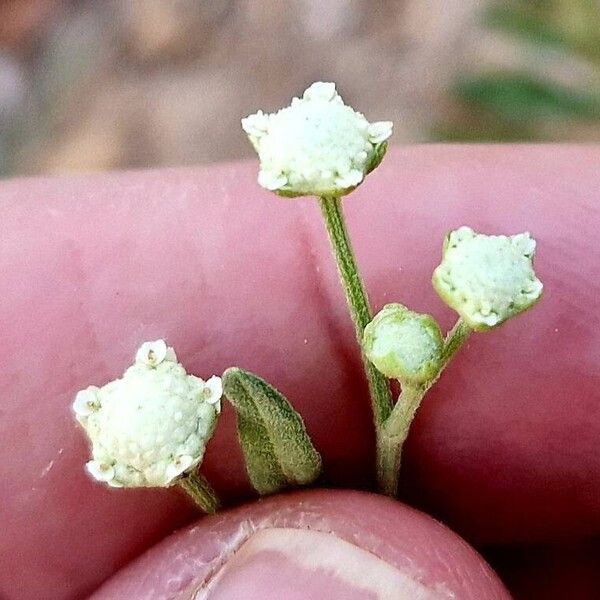 Parthenium hysterophorus Flower