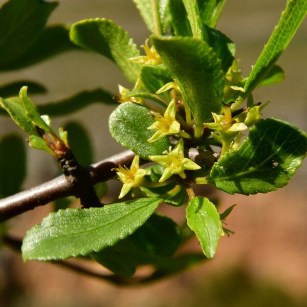 Rhamnus saxatilis Žiedas