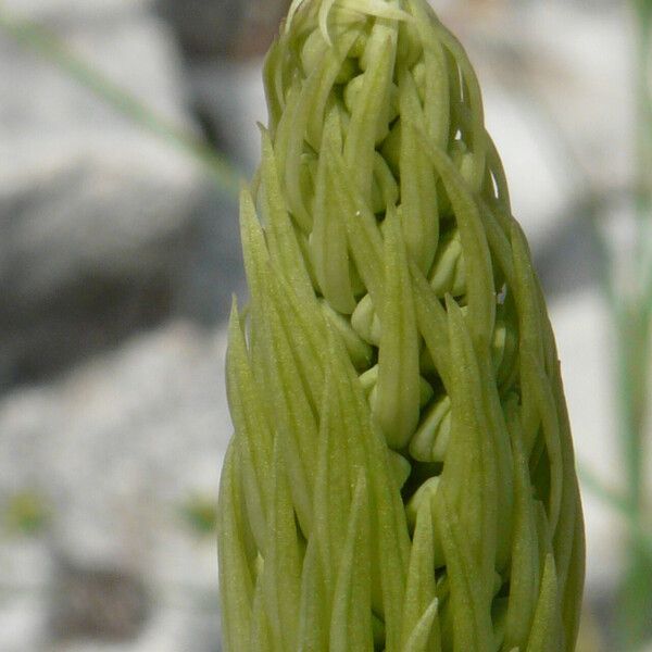 Himantoglossum hircinum Flower