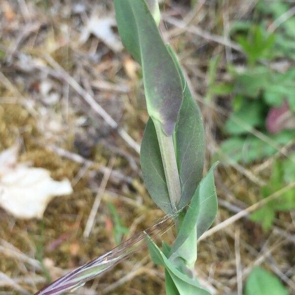 Turritis glabra Blad