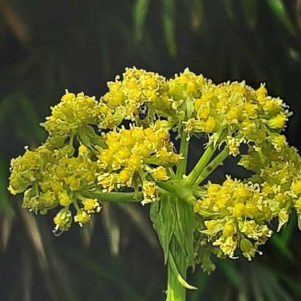 Levisticum officinale Flower