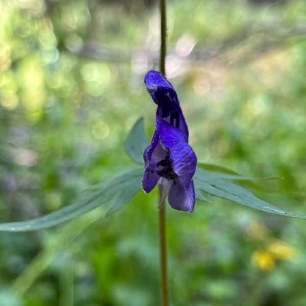 Aconitum columbianum Blomst